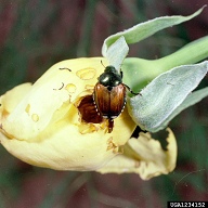 Japanese beetle